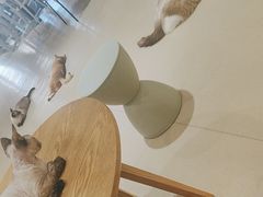 -藏猫猫咖啡主题馆(中央大道店)