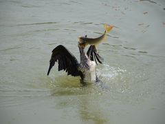 -星巴克(北京通州新光大中心店)