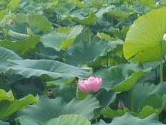 -三圣花乡旅游区