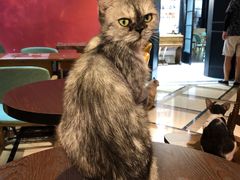 -猫色咖啡·猫咖