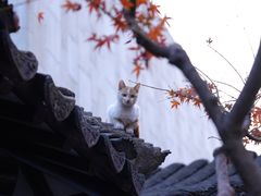 -秋霞圃