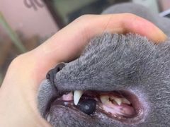 -车接车送·寄养洗护·德文猫舍(大宁店)