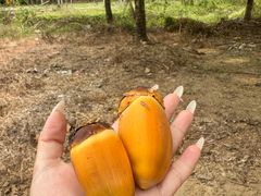 -兴隆槟榔园休闲农庄