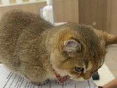 -申普宠物医院·眼科·心内科·影像科(普陀分院)