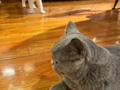 -猫小院猫主题咖啡厅(北锣店)