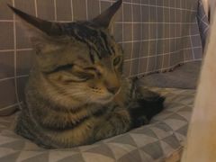 -海边的猫和咖啡馆