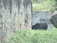 -都江堰中华大熊猫苑