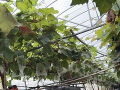 -马陆小张葡萄园农家乐