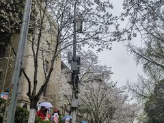 -武汉大学-樱园