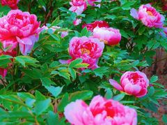 -东南大学(九龙湖校区)