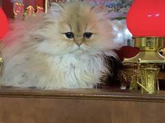 -瑞派紫金宠物医院24小时·骨科·中兽医·重症转诊中心(番禺大石院)