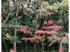 -杭州植物园