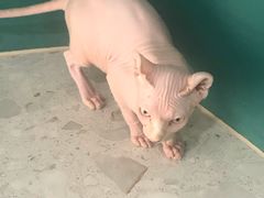 -飞行喵MR PILOT|猫舍·猫咖(静安大融城店)