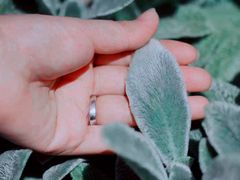 -墨尔本皇家植物园