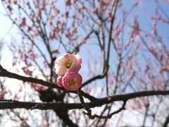 -苏州上方山国家森林公园