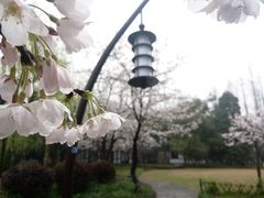 -西湖游船