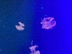 -福州罗源湾海洋世界旅游区