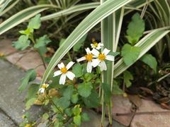 -南宁花花大世界景区