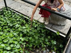 -好一朵茉莉花(老门东店)