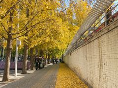 -三里屯东五街银杏大道