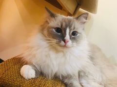 -滚猫咖啡·猫咖·猫友好撸猫(未来城店)