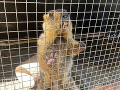 -栾川竹海野生动物园