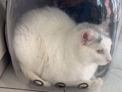-艾吉宠物医院·疑难杂症转诊中心·猫友好(碧江路院)