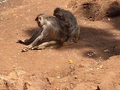-昆明动物园