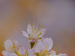 -大觉寺-停车场