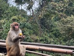 -西双版纳原始森林公园