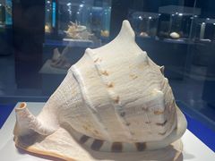 -贝壳王国博物馆