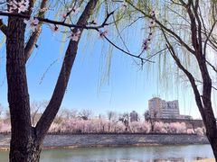 -桃花堤公园