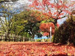-名古屋城