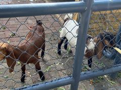 -长白岛森林公园