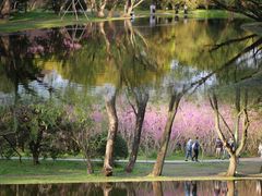 -上海共青森林公园