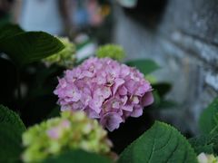 -花·fleur古董西餐厅(西城夜未央店)
