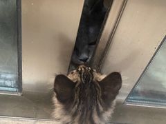 -瑞鹏宠物医院犬猫全科(真大分院)