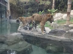 -深圳野生动物园