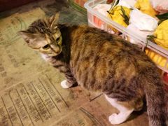 -吉友粥底火锅(方斜路店)