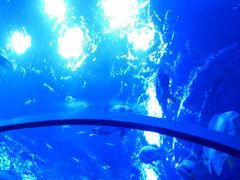 -芜湖新华联大白鲸海洋公园