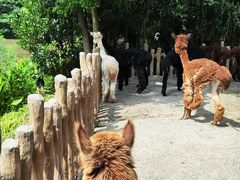 -上海野生动物园
