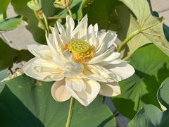 -莲花池公园