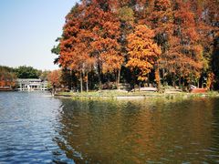 -荔湾湖公园