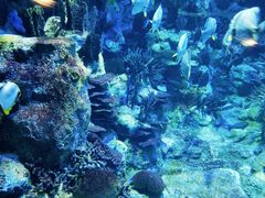 -香港海洋公园