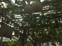 -上海都市菜园