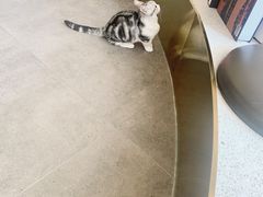 -飞行喵MR PILOT|猫舍·猫咖(静安大融城店)