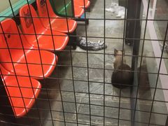 -猫咪博物馆(顶澳仔猫街店)