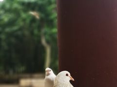 -西安大兴善寺
