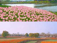 -荷兰花海