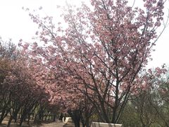 -石家庄市植物园